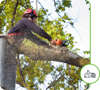 Tree pruning and removal services for a healthier landscape