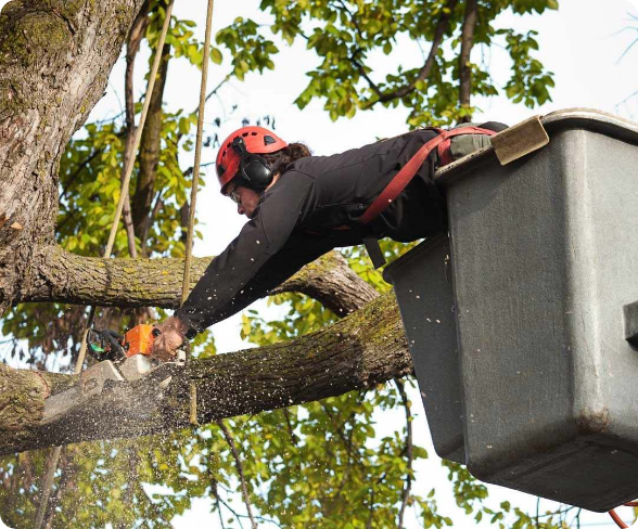 Maintain the Health and Beauty of Your Trees with Our Expert Tree Services