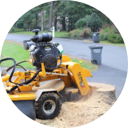 Stump grinding for landscape restoration and preventing regrowth