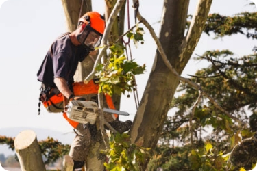 Comprehensive tree care and pruning for healthy and beautiful trees